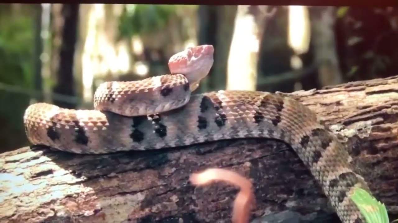 Хищный хищник: Bothrops Jararaca, змея Амазонки, Рейнфоррест