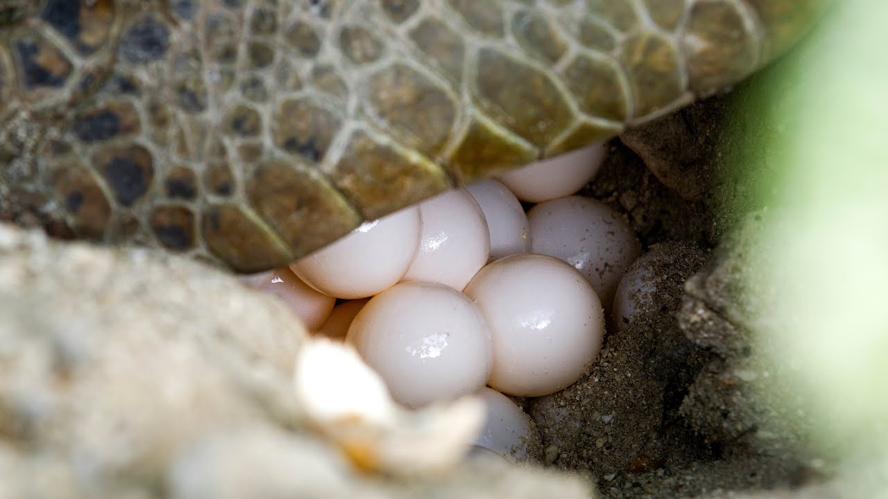 Nesting Sea Turtles & Egg Laying 8K RED V RAPTOR Stock Footage Reel
