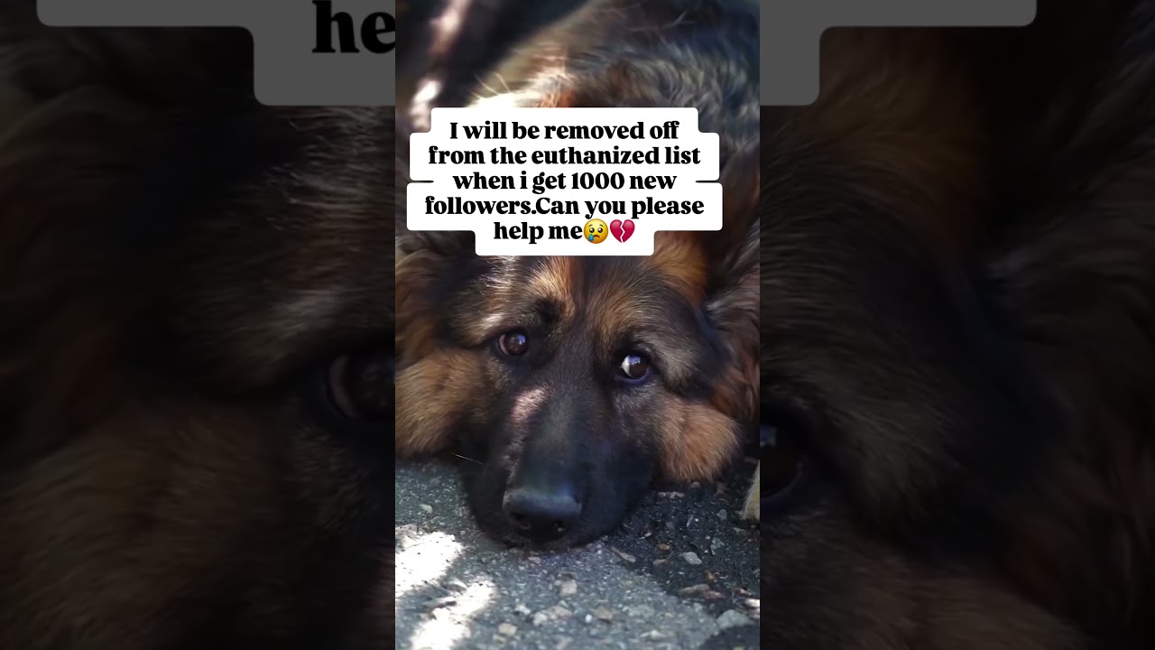Will you help please 🙏 #dog #doglife #dogoftheday #doglovers #doggo #puppylove #usareels