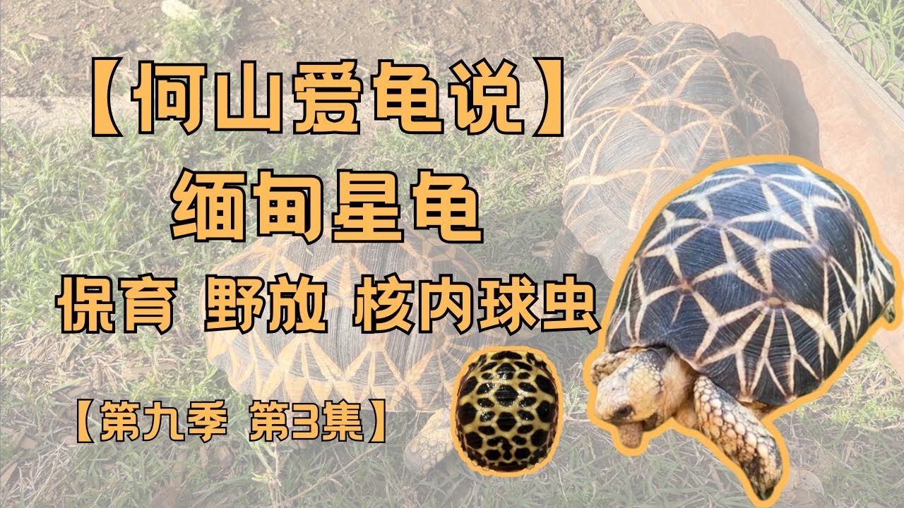 第九季 第3集：缅甸星龟｜龟类保育｜动物野放｜内核球虫病｜功能性灭绝｜野外灭绝｜华盛顿公约｜如何区分野生龟｜