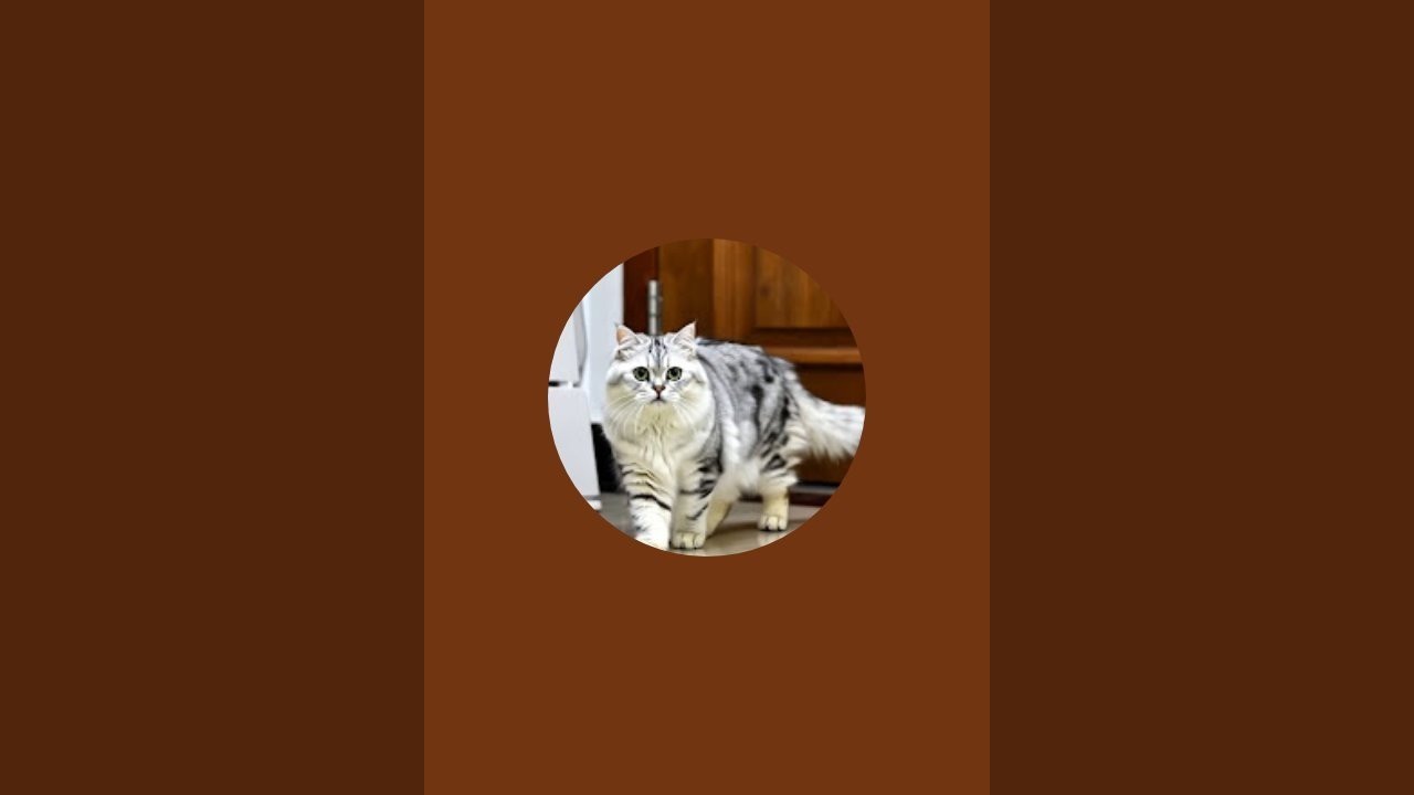 kucing yng lucu bikin gemes