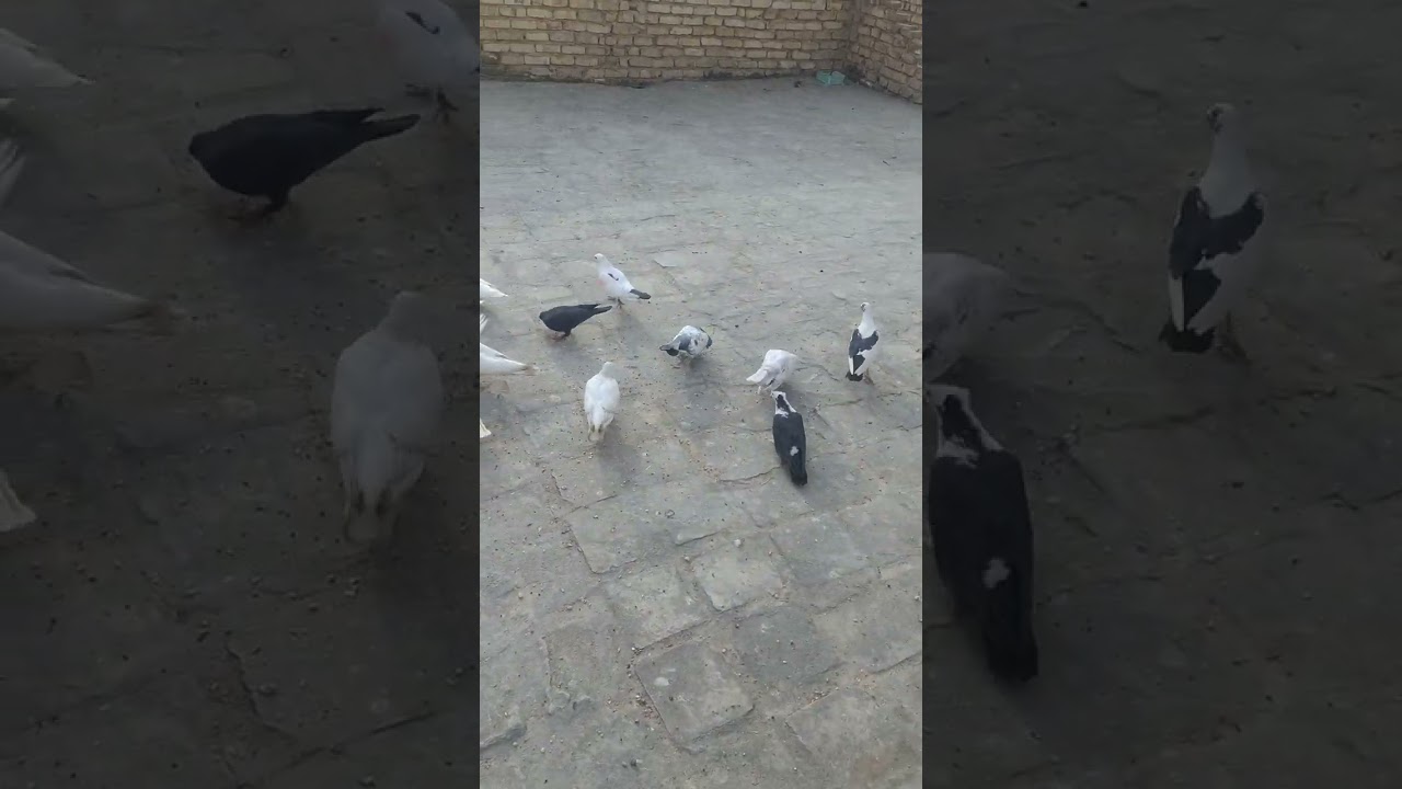 اليوم صفيناهن بعنه المعوق وكم واحد منهن 