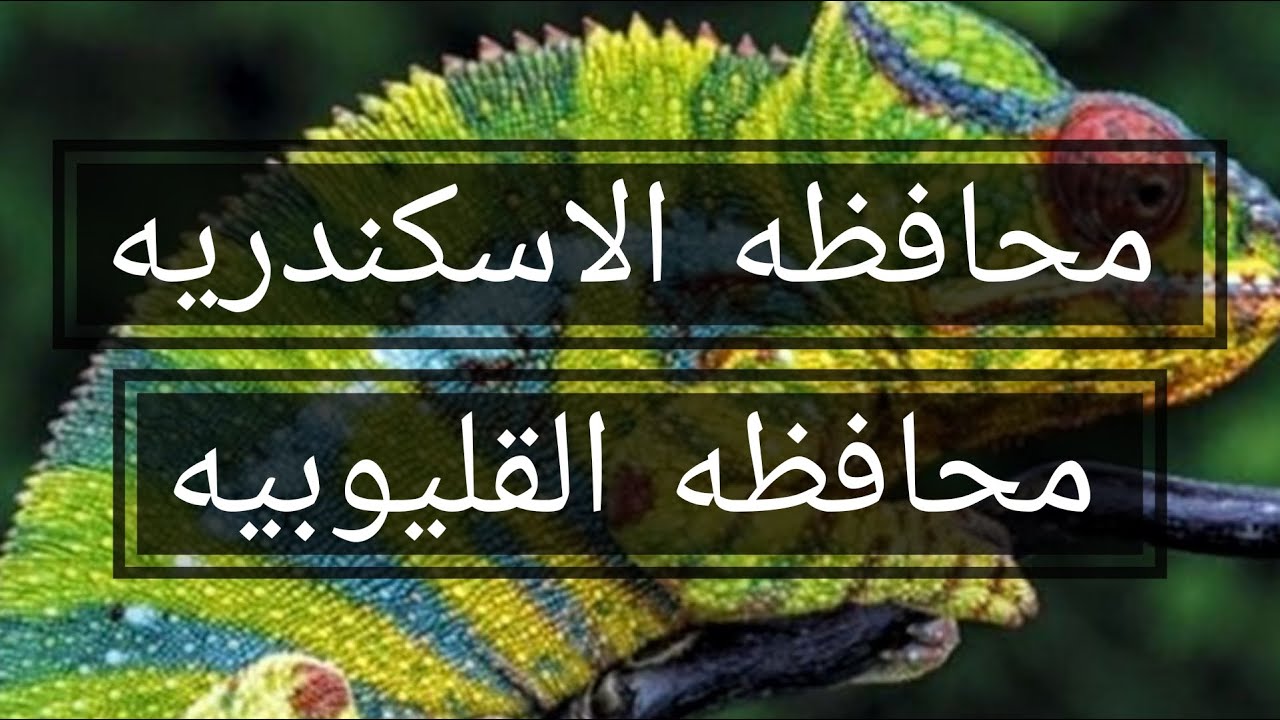 اجابات محافظه الاسكندريه والقليوبيه فى العلوم للصف الرابع الابتدائى - اسهل وابسط طريقه شرح للاسئله