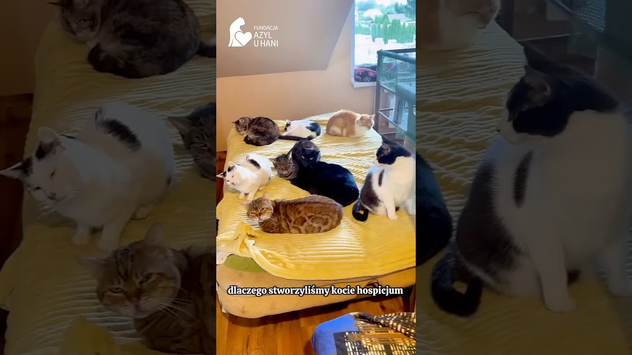 Dlaczego powstało nasze kocie hospicjum? #schroniskodlazwierzat #cat #koty #wolontariat