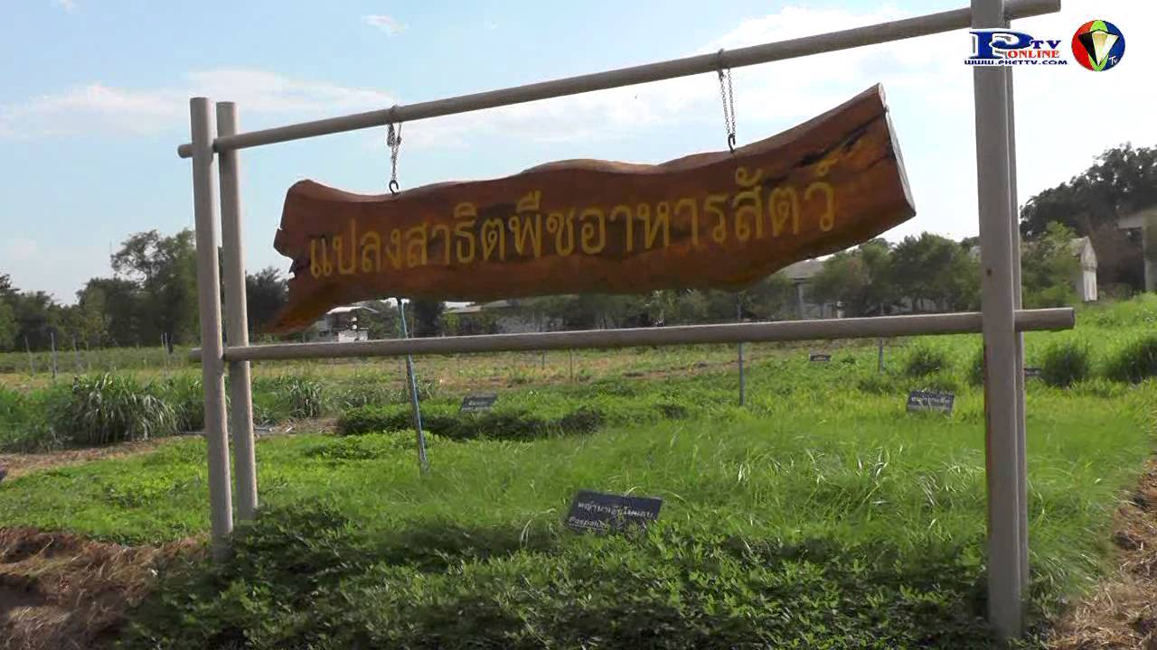 8 7 58ศูนย์วิจัยและพัฒนาอาหารสัตว์เพชรบูรณ์ ต้อนรับผอ สำนักพัฒนาอาหารสัตว์ กรมปศุสัตว์และคณะกรรมการต