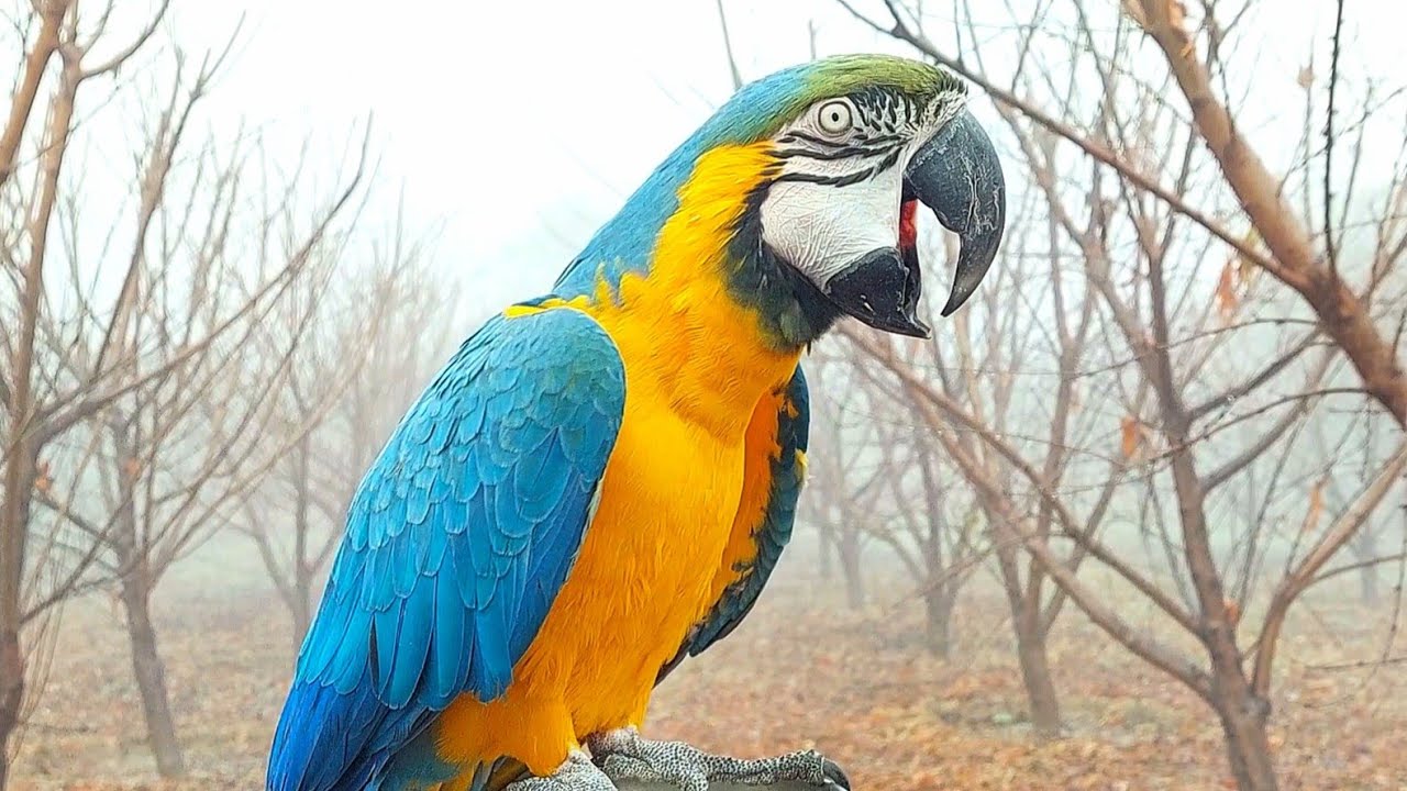 Blue and Gold Macaw Screaming Loud | Macaw Natural Sounds and Calls in Fog!