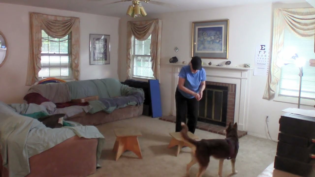 Glory - All Dogs Parkour - Foundation Skills, Level 1