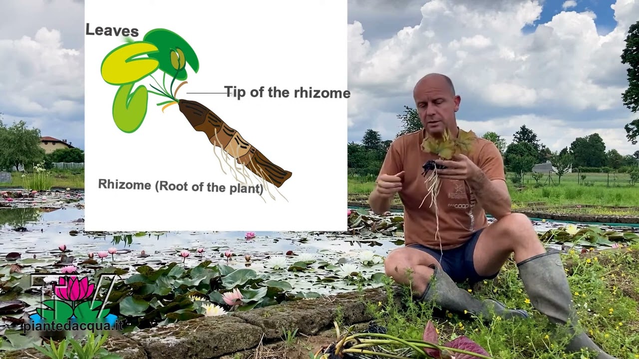 How to Receive and Plant Hardy Water Lilies: A Complete Guide for planting in your pond.