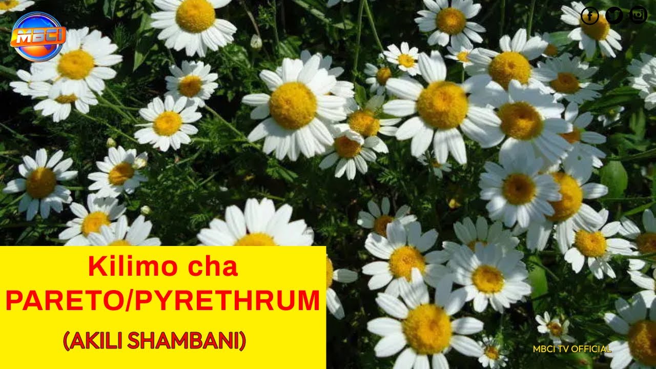 Kilimo cha Pareto (SMALL SCALE PYRETHRUM FARMING IN TALL TREE AREA, KENYA) || AKILI SHAMBANI