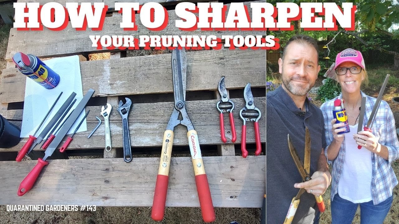 ✂ How to Sharpen Your Pruning Tools - QG Day 143 ✂