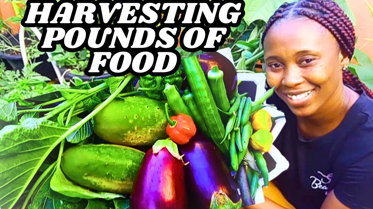 Harvesting Pounds of Food From My Small Space Garden Plus Eggplant Recipe 🇯🇲