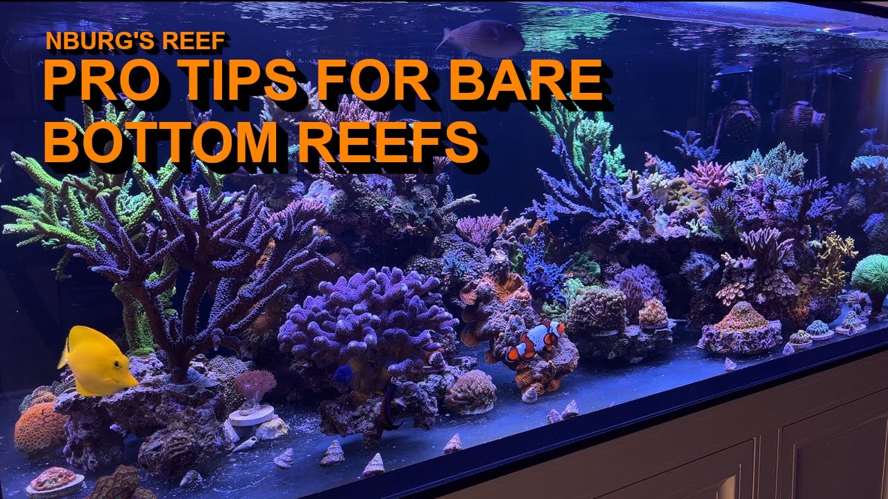 Elevate Your Bare Bottom Aquarium: Tips for Success