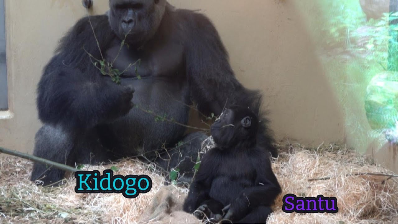 Santu:  Dad, look at me, I do a somersault 🤸for you | The Kidogo’s Family