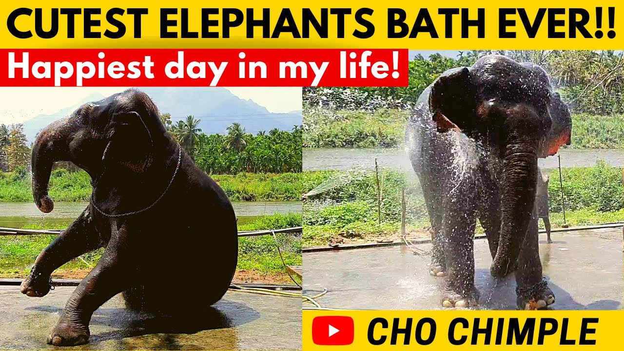 யானை! அழகும் அற்புதமும் | Elephant's Bath & Dance | Thekkampatti Elephant Camp 2021 | Cho Chimple