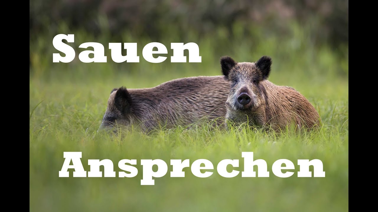 Sauen Ansprechen
