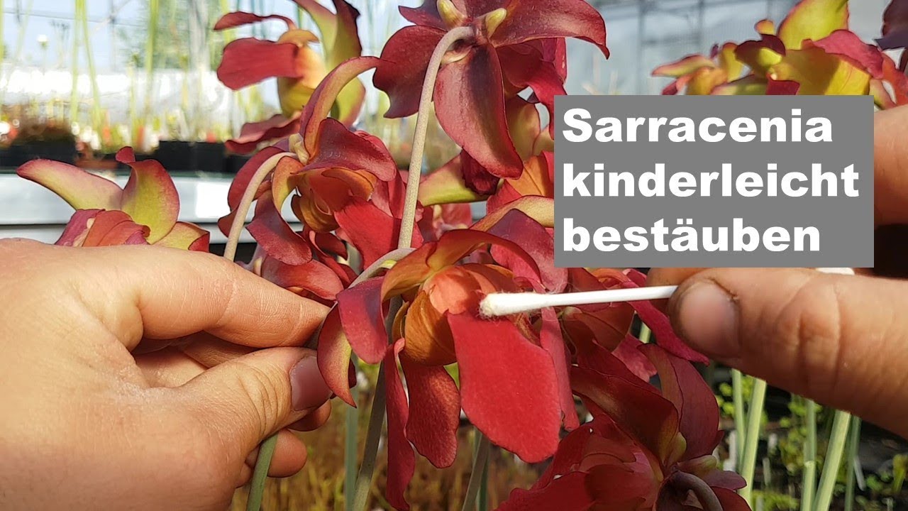 #43 Sarracenia Blüte bestäuben, so einfach wird´s gemacht