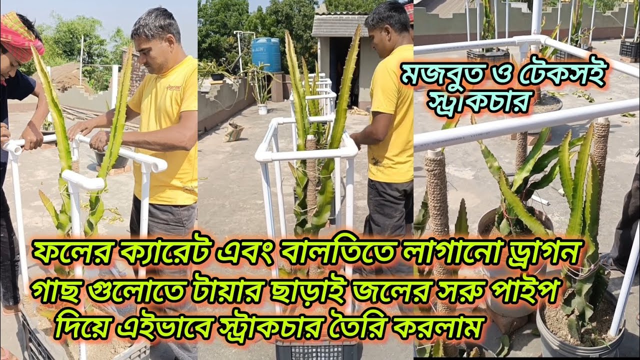 ক্যারেটের #ড্রাগন গাছ গুলোতে জলের পাইপ দিয়ে এইভাবে স্ট্রাকচার তৈরি করলাম, টায়ার ছাড়াই।#dragon