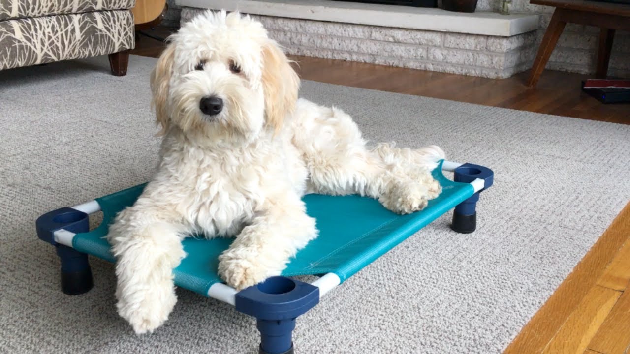 Train with Kate Walker @theincrediblek9 LLC