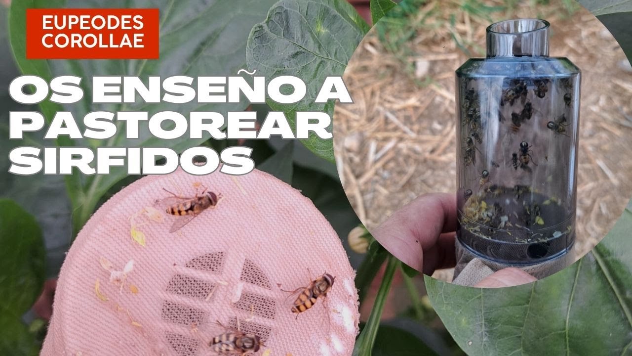 Os enseño a PASTOREAR Sirfidos