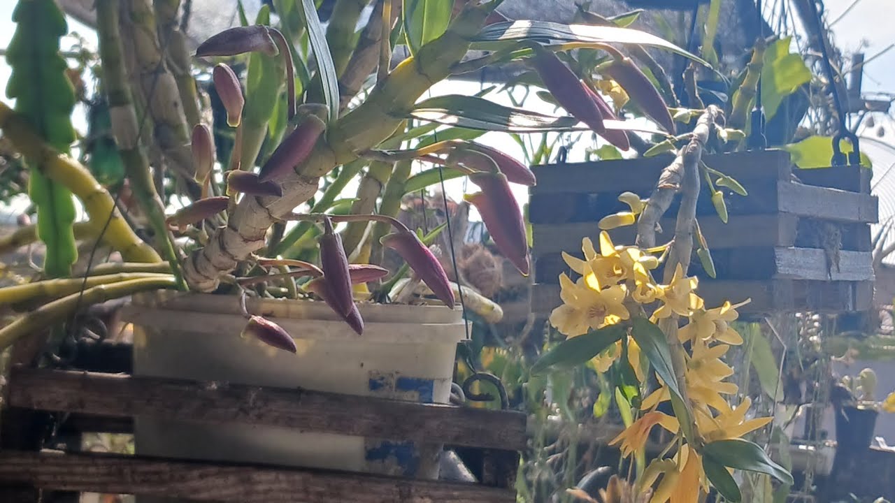 Dendrobium florindo e um pouco  do meu cantinho 
