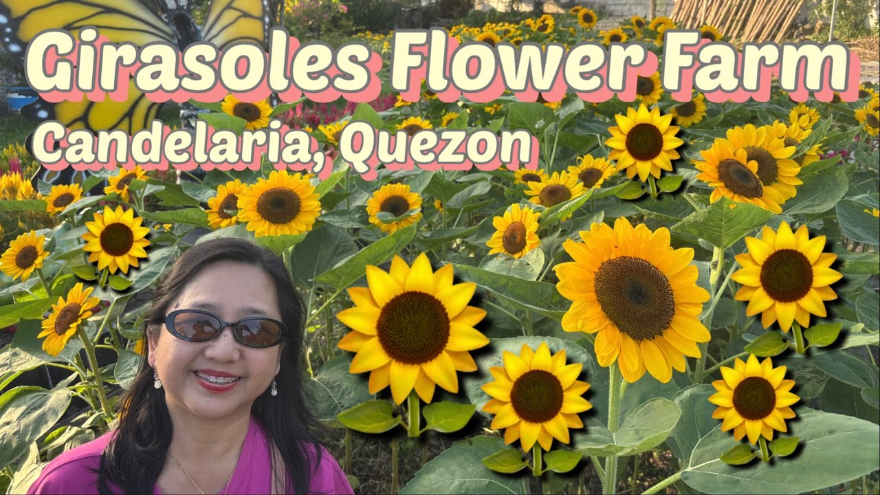 Girasoles Flower Farm, Candelaria Quezon Province #farm #flowers #fyp #candelaria 