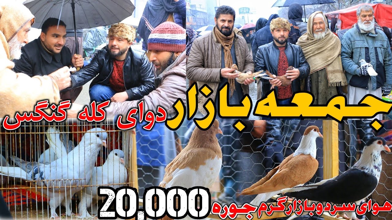 هوای سرد بازار گرم- کفتر قیمت بازار 20,000 هزار | گرم جوشی شوقی ها - دوای کله گنگس در بازار
