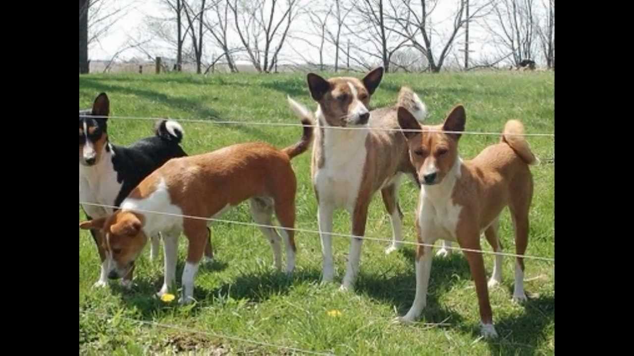 O pouco conhecido Basenji. O uivador africano.