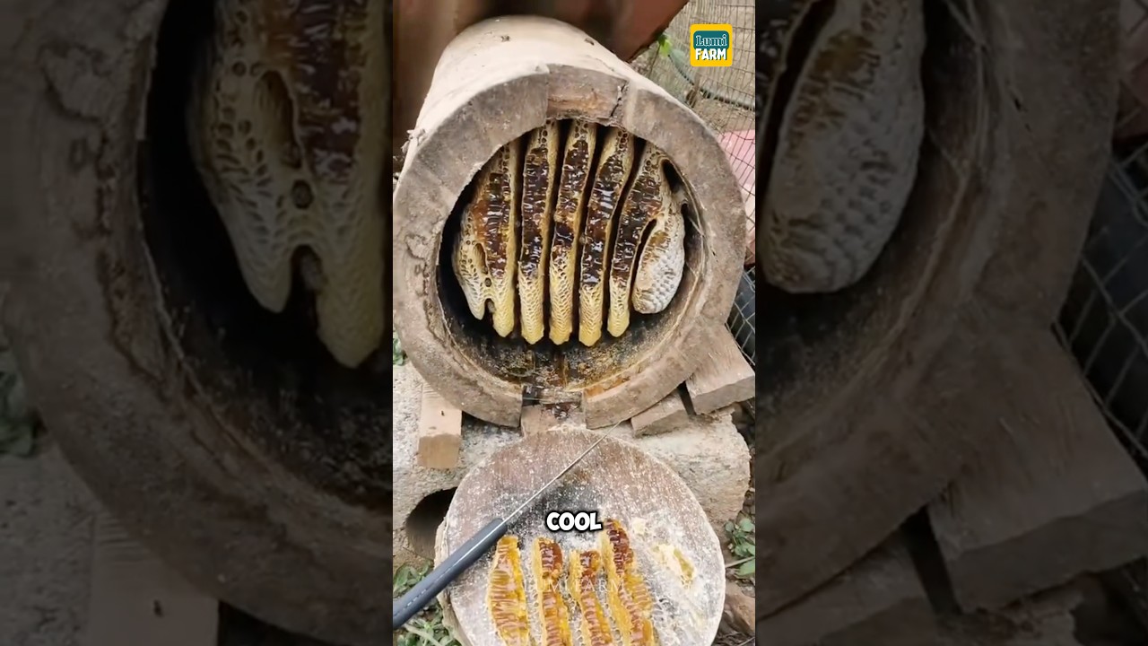 How Chinese people keep bees in tree trunks #bee #honey #beekeeping #shorts