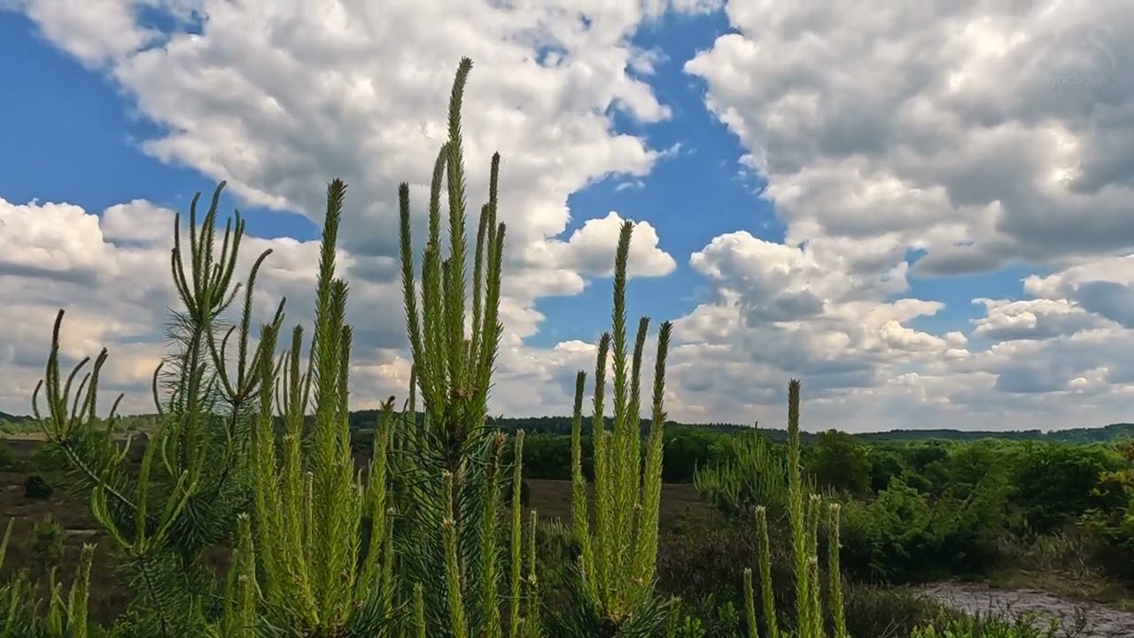 Spaziergang Lüneburger Heide  - Loslassen Musik 432Hz - innere Freiheit, mehr Leichtigkeit