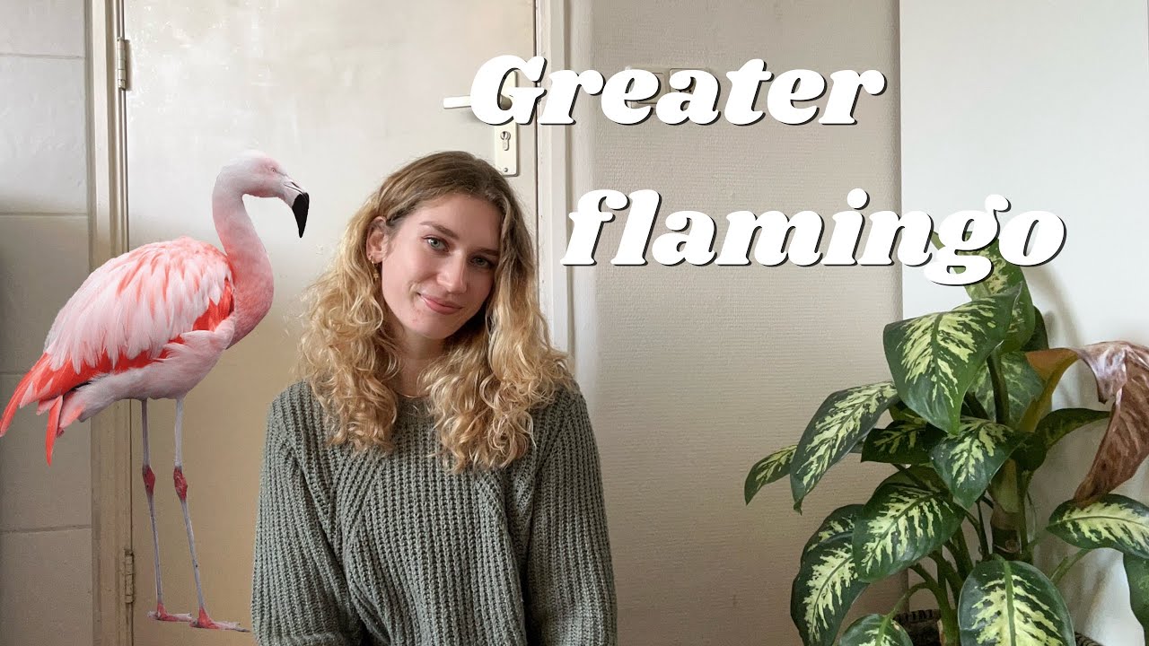 Inside the World of the Greater Flamingo 🦩