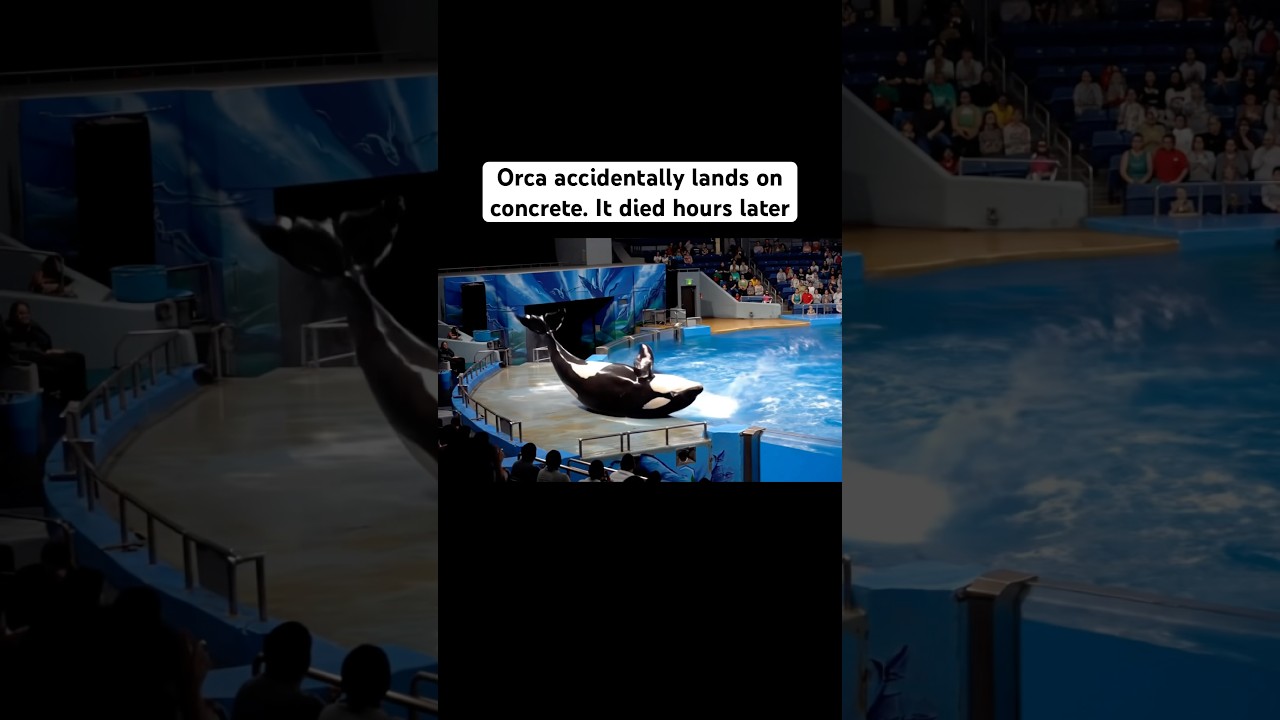 Orca lands on concrete at SeaWorld