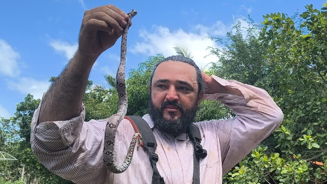 Olha o Tamanho Dessa Cobra Que Apareceu Aqui