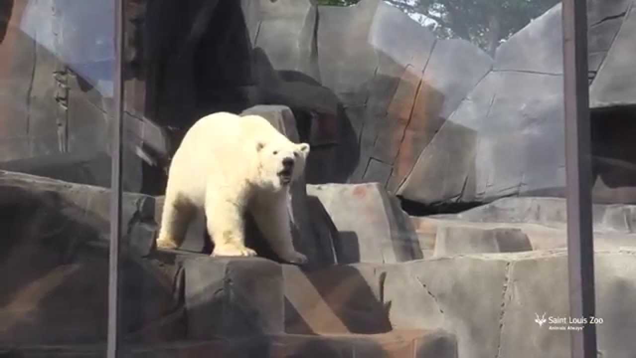 Polar bear Kali explores his new habitat at Saint Louis Zoo