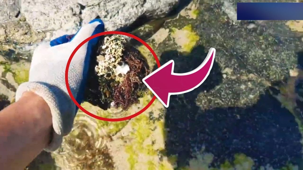 HORRIFIC TRUTH! Nature Is Turning Against Turtles in the Most Brutal Way #barnacleremoval