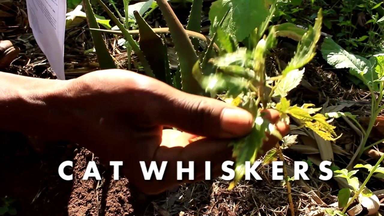Felix's Garden at Mulanje Mission