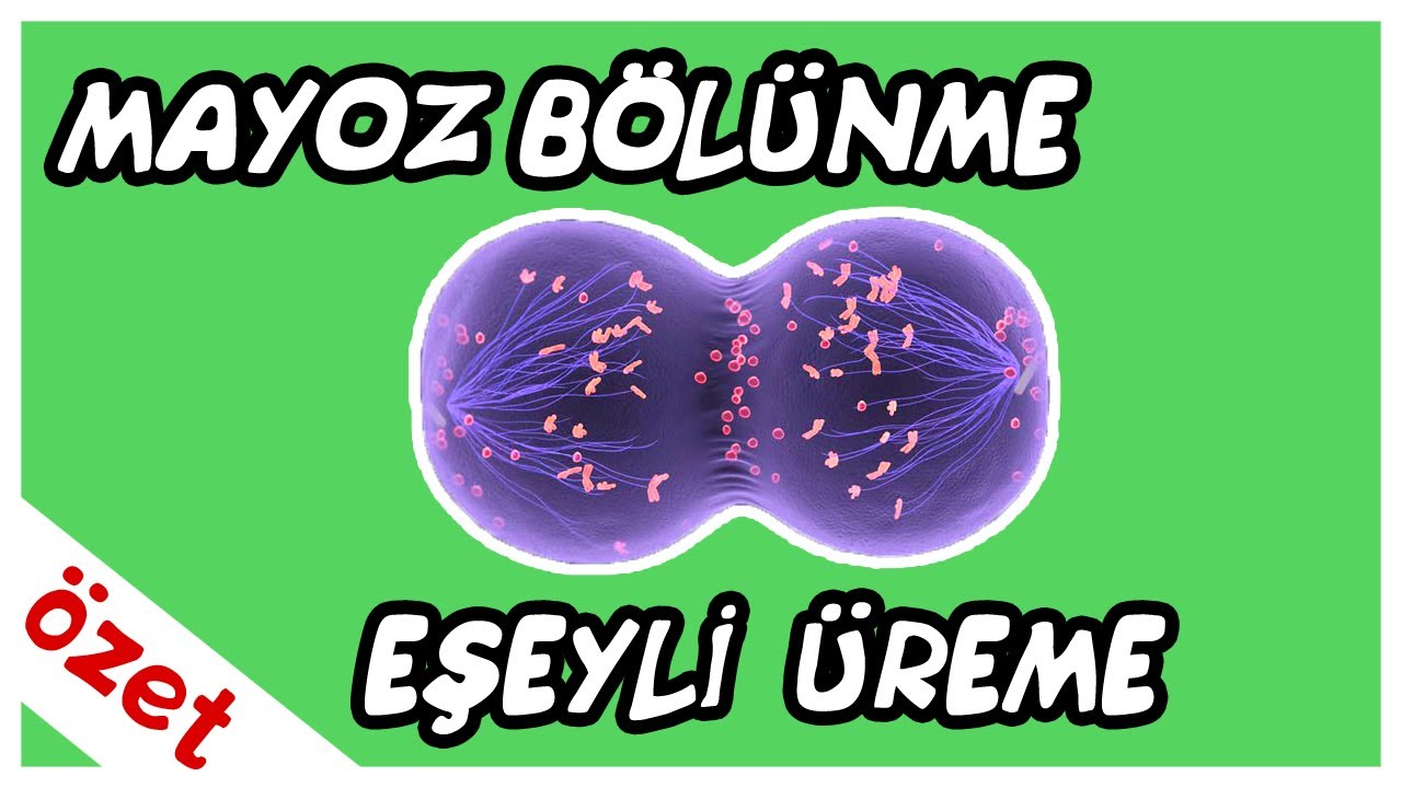 Mayoz Bölünme ve Eşeyli Üreme Özet / TYT Biyoloji