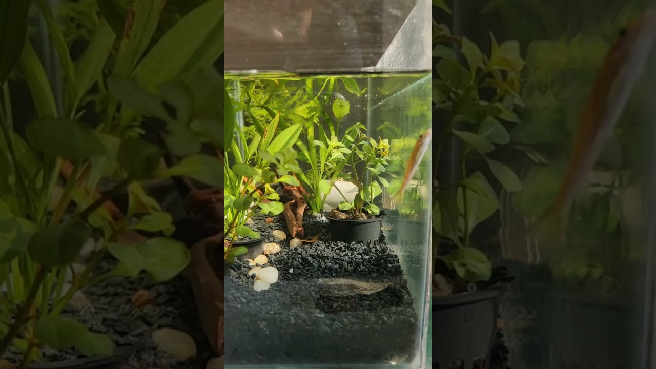 Aquarium setting up 🐠