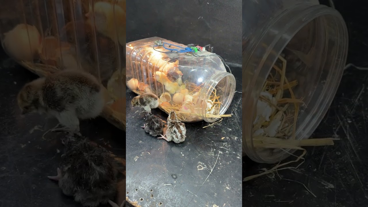 100% SUCCESS - PLASTIC BOTTLE EGG HATCHING