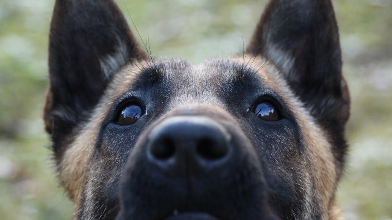 Belgian Malinois - Rita /1 year in 5 minutes /