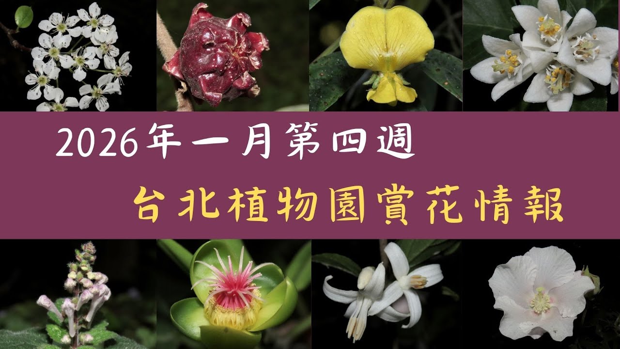 台北植物園2026年一月第四週拍的花：有四十種左右的療癒小花和大家分享，數數看，其中有幾種是你看過的。
