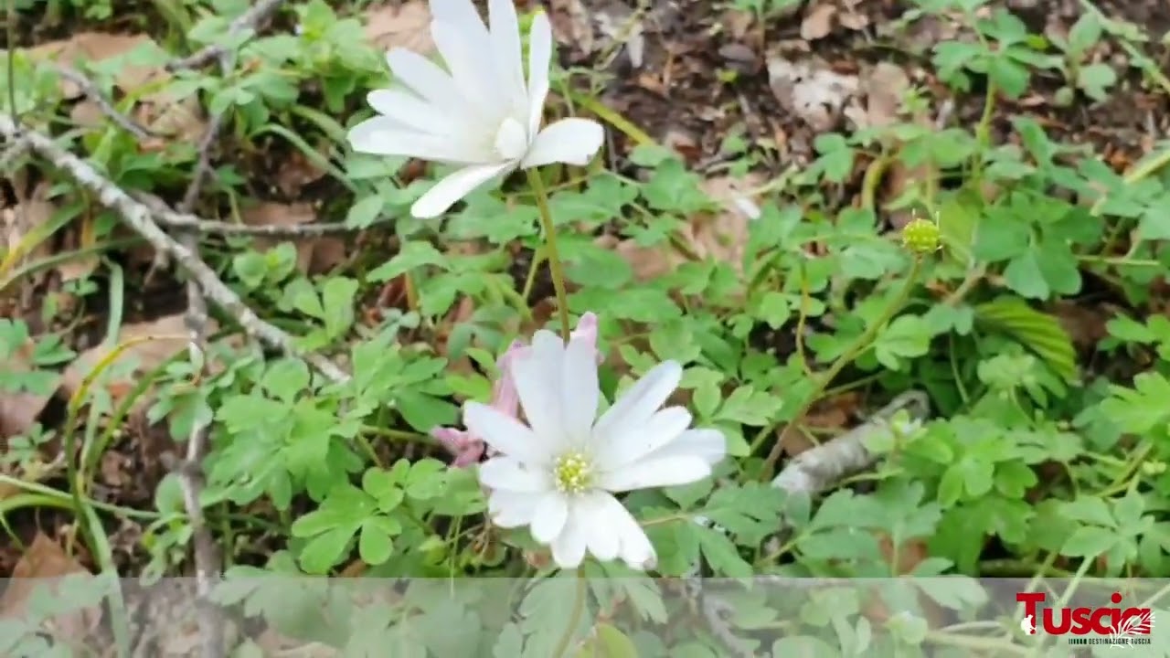 La faggeta dei monti cimini, immersa nella #Tuscia a 2 passi da #Soriano