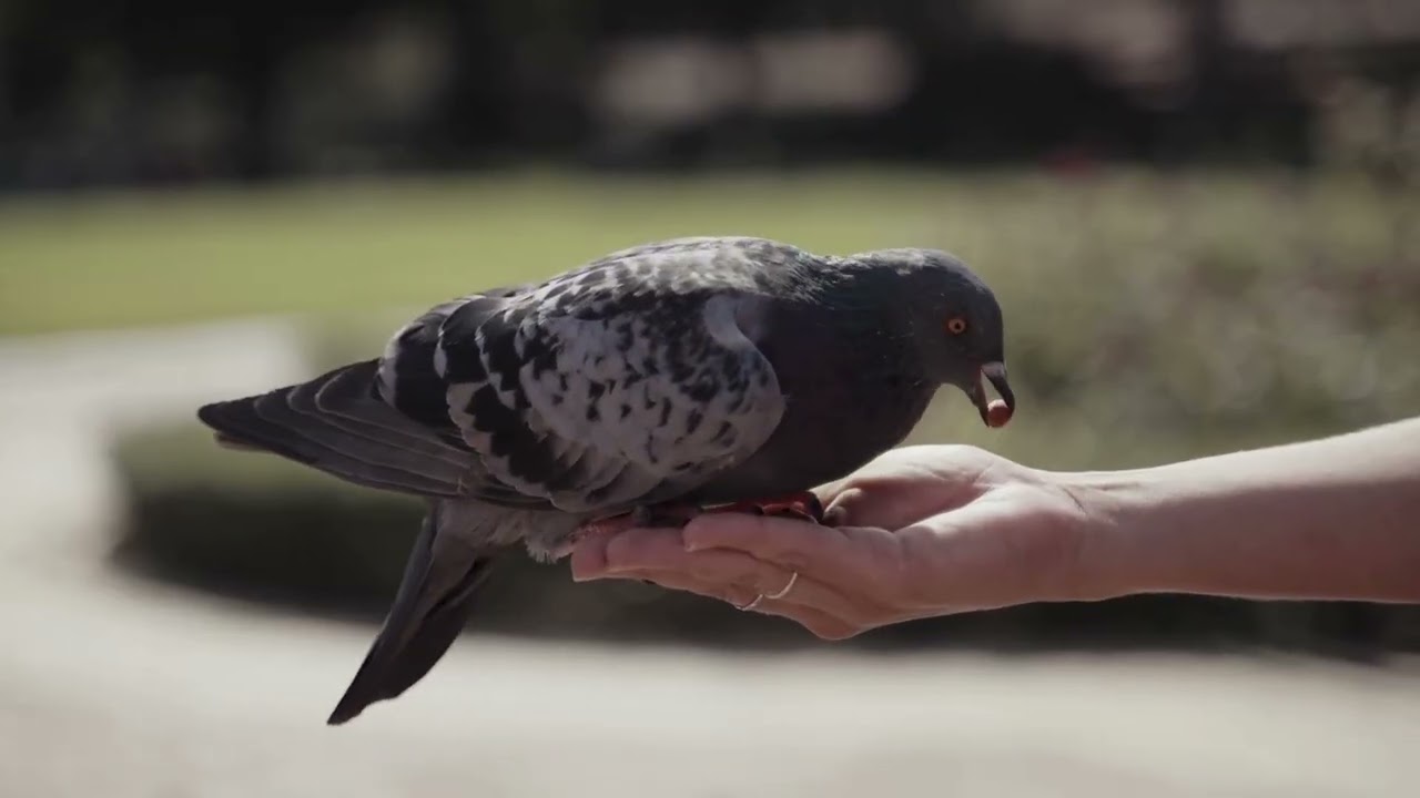 Picolo-Mi-e bine cu tine ❤️ | Manea de suflet | Dragoste sinceră
