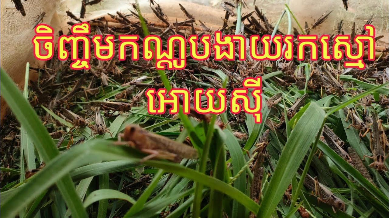 ចិញ្ចឹមកណ្តូបងាយរកស្មៅអោយសុី