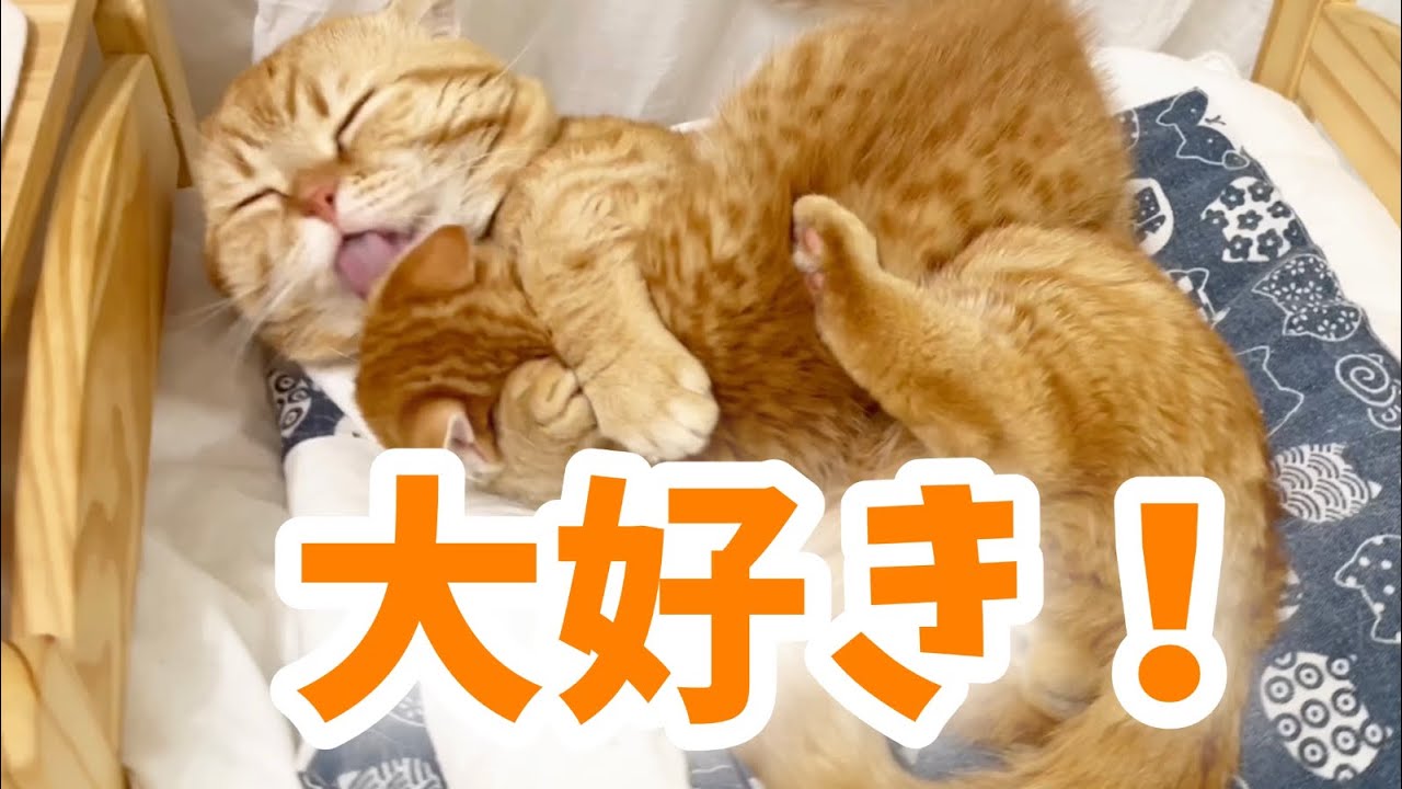 相変わらず息子を好き過ぎる父猫と愛されてる子猫がかわいい💓
