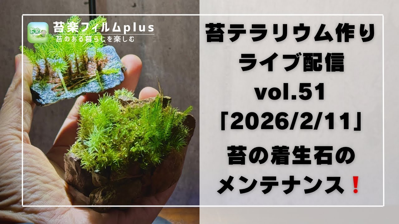 【苔の着生石のメンテナンス❗️】苔テラリウム作りLive 苔楽フィルムplus