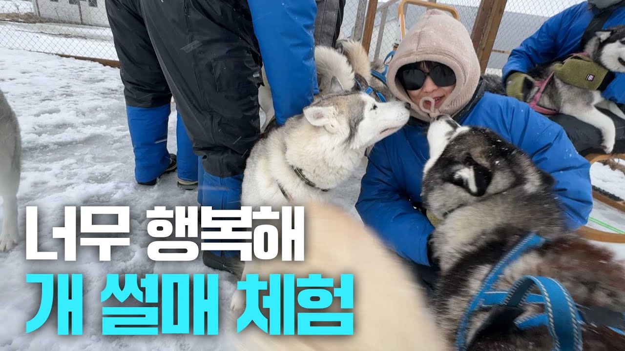 1인 35만원?! 개썰매 체험 해봤어요!!! 아이슬란드 여행 2편