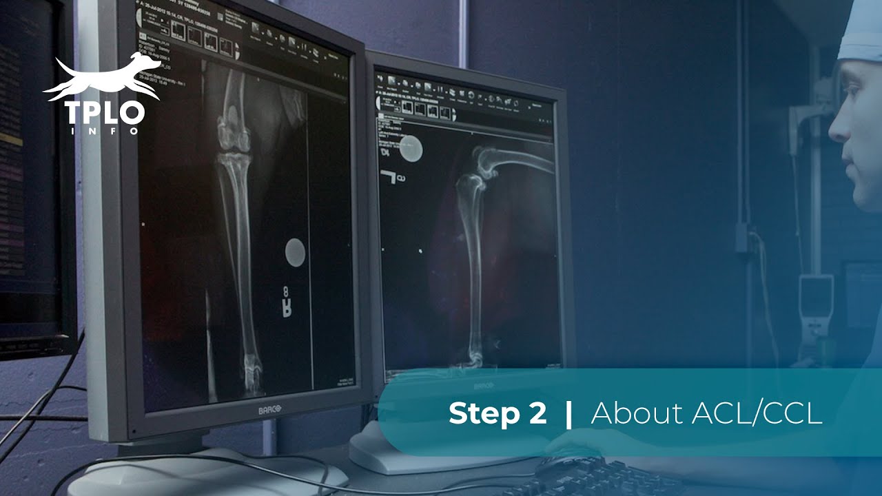 TPLO Info Step 2: About ACL/CCL