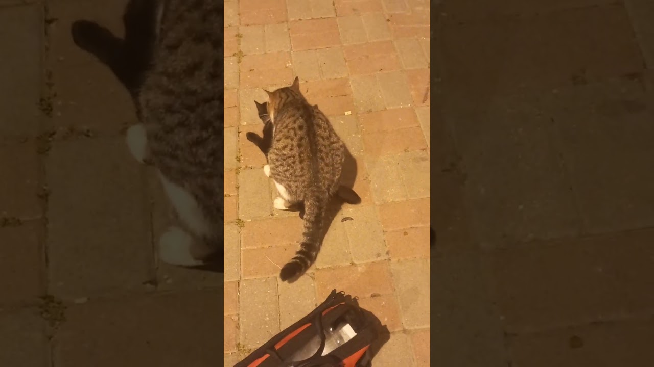 #argo #küfürlü 😁😊🌼🐶🐱 mamayı bol bulunca, kedi çiftleşmesi böyle olur canların doğası #gorgeouskykhan