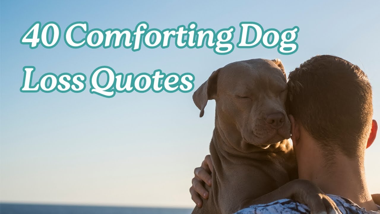 40 Comforting Loss of Dog Quotes to Help You Heal