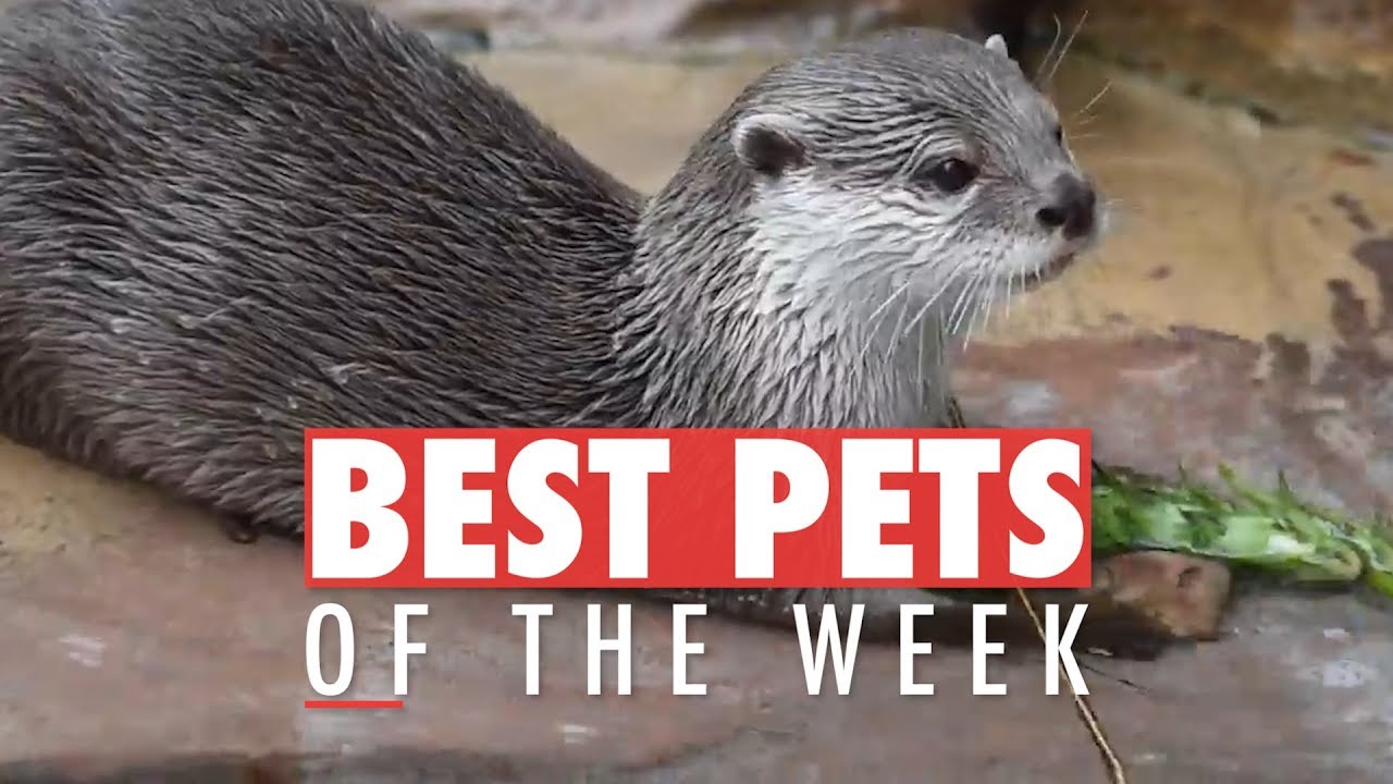 Best Pets of the Week